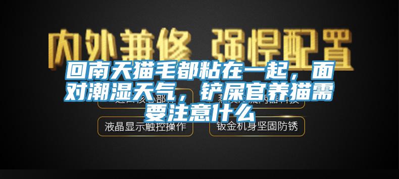 回南天貓毛都粘在一起，面對潮濕天氣，鏟屎官養(yǎng)貓需要注意什么